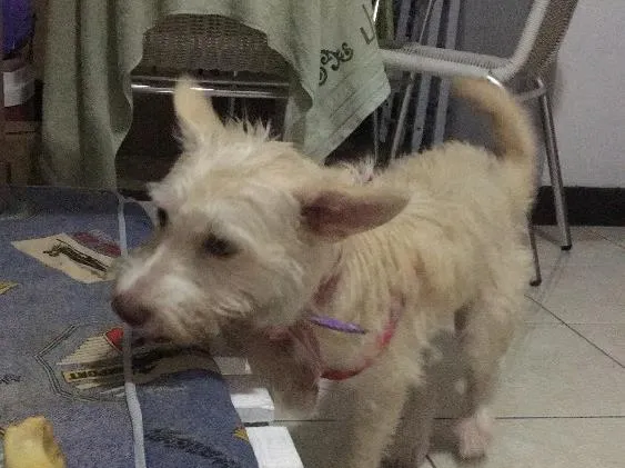 Cachorro raça SRD idade 2 anos nome Criatura