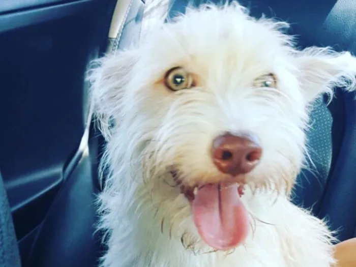 Cachorro raça SRD idade 2 anos nome Criatura