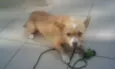 Billy