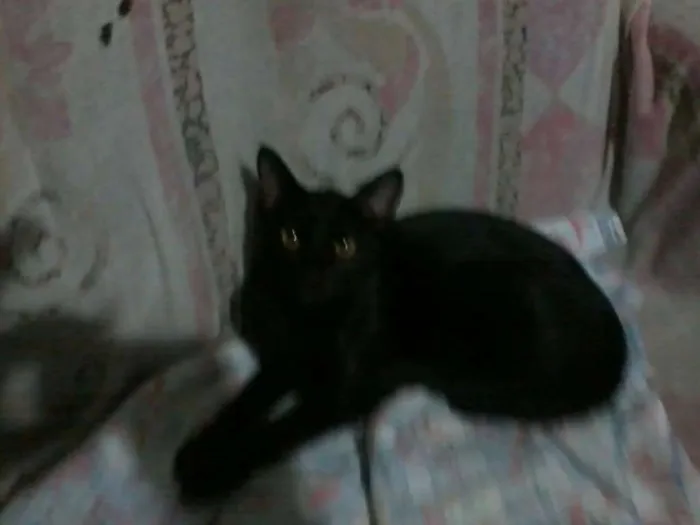 Gato ra a VIRALATA idade 2 anos nome KIKA