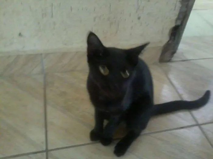 Gato ra a VIRALATA idade 2 anos nome KIKA