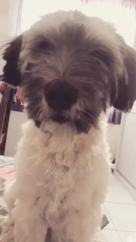 Cachorro ra a  idade 3 anos nome Peeta