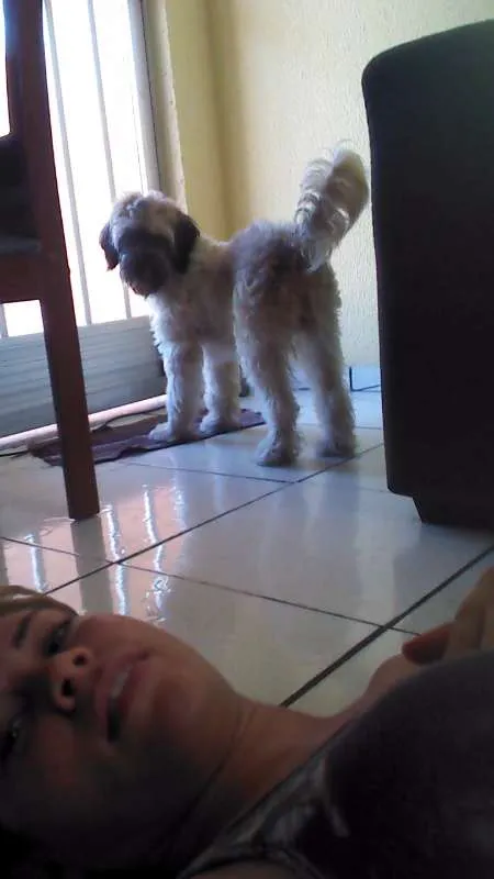 Cachorro ra a  idade 3 anos nome Peeta