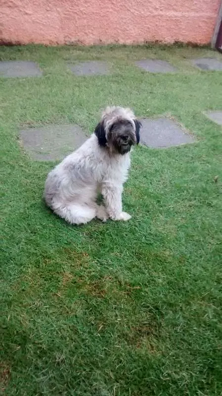 Cachorro ra a  idade 3 anos nome Peeta
