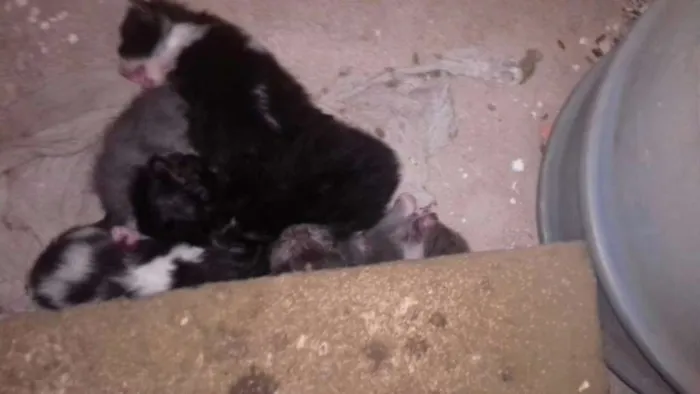 Gato raça Siamês/misturado idade Abaixo de 2 meses nome sem nome