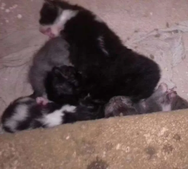 Gato raça Siamês/misturado idade Abaixo de 2 meses nome sem nome