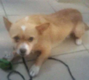 Cachorro raça mix chiuhauha idade 4 anos nome Billy