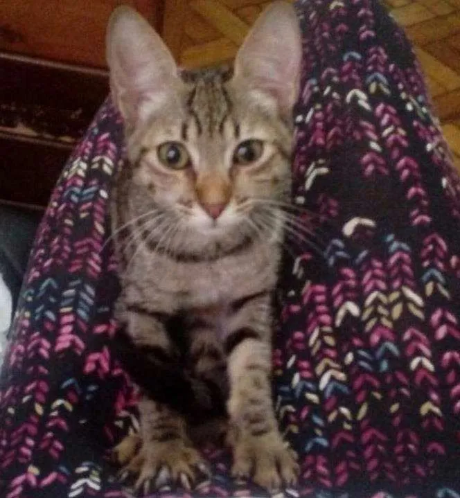 Gato ra a  idade 2 a 6 meses nome Pipoca