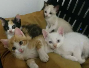 Gato raça  idade 2 a 6 meses nome estão sem nome