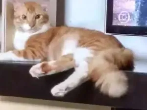 Gato raça Vira lata idade 1 ano nome Fred