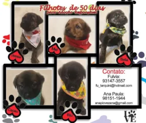 Cachorro raça SRD idade Abaixo de 2 meses nome Bebês fêmeas