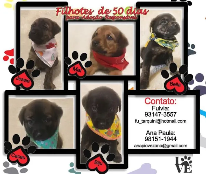 Cachorro ra a SRD idade Abaixo de 2 meses nome Bebês fêmeas