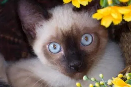 Gato ra a Siamês idade 2 a 6 meses nome Nutella