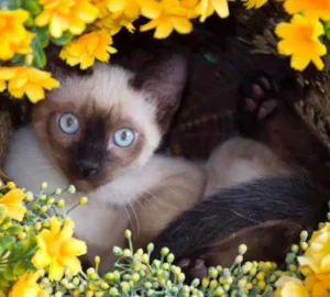 Gato raça Siamês idade 2 a 6 meses nome Nutella