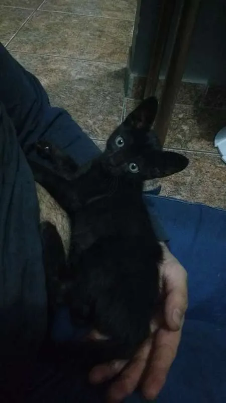 Gato ra a vira lata idade 2 a 6 meses nome Noite