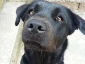 Cachorro raça Labrador/chowchow idade 1 ano nome Xena