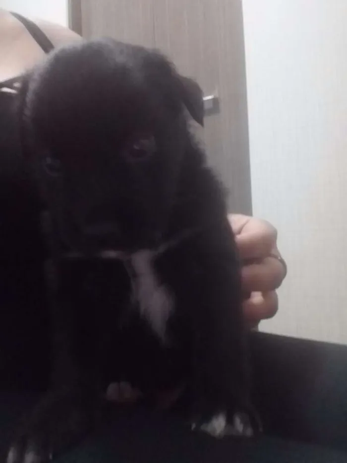 Cachorro ra a Vira lata idade Abaixo de 2 meses nome Sem nome