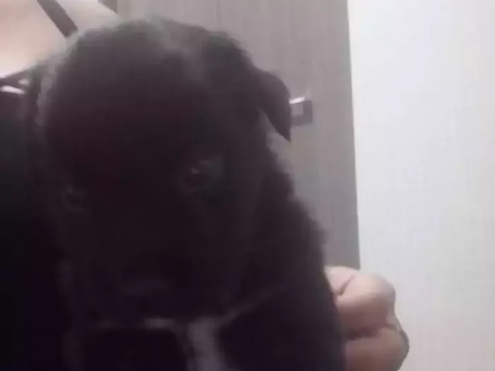 Cachorro ra a Vira lata idade Abaixo de 2 meses nome Sem nome