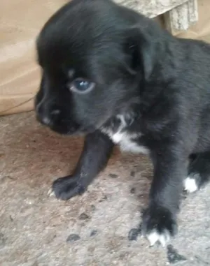 Cachorro raça Vira lata idade Abaixo de 2 meses nome Sem nome