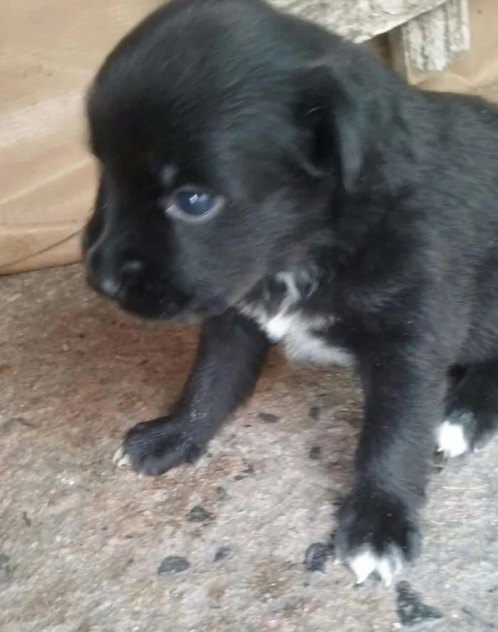 Cachorro ra a Vira lata idade Abaixo de 2 meses nome Sem nome