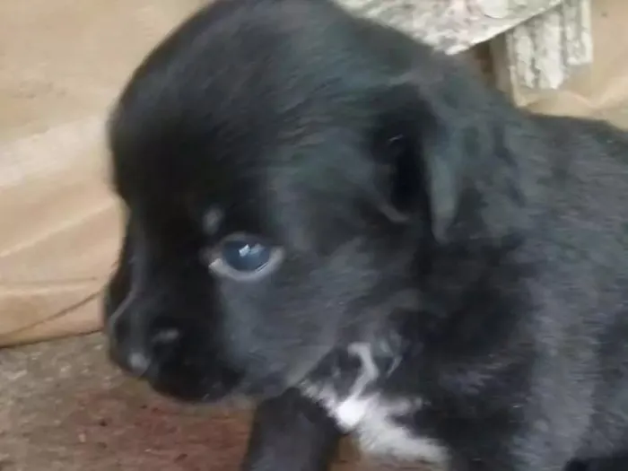 Cachorro ra a Vira lata idade Abaixo de 2 meses nome Sem nome