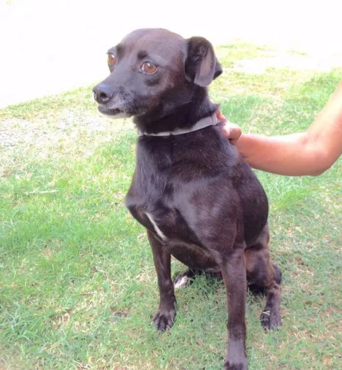 Cachorro ra a srd idade 3 anos nome Matilda