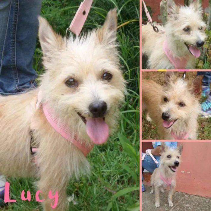 Cachorro ra a srd idade 3 anos nome Lucy