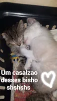 Pelinho
