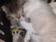 Pelinho