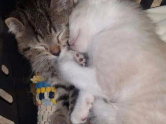 Gato ra a Nao identificado idade 2 a 6 meses nome Pelinho