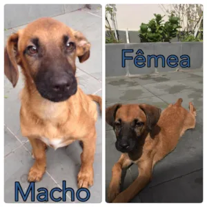Cachorro raça SRD idade 2 a 6 meses nome Peri e Ceci