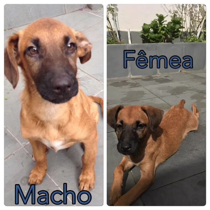 Cachorro ra a SRD idade 2 a 6 meses nome Peri e Ceci