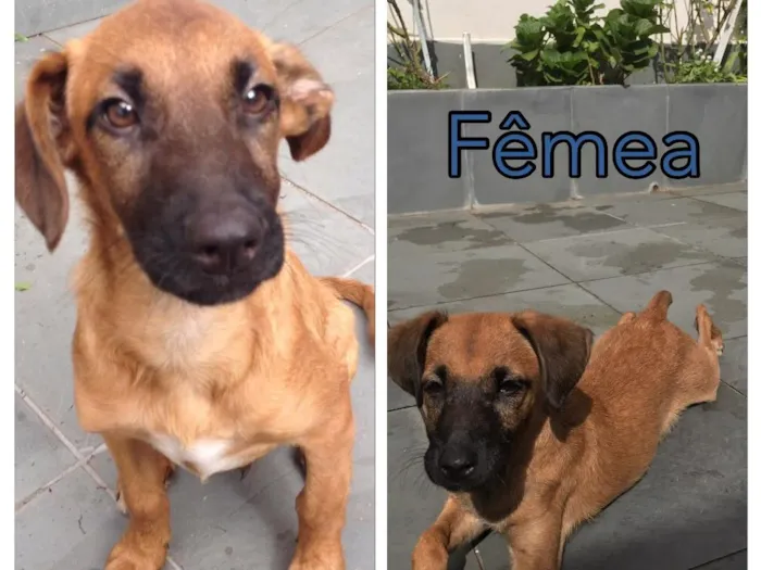 Cachorro ra a SRD idade 2 a 6 meses nome Peri e Ceci