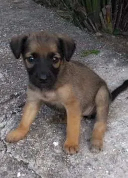 Cachorro ra a indefinido idade Abaixo de 2 meses nome sem nome