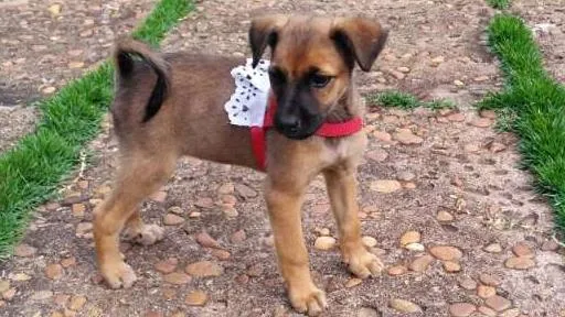 Cachorro ra a indefinido idade Abaixo de 2 meses nome sem nome