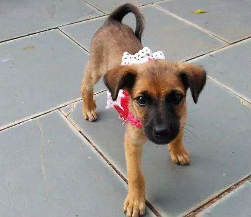 Cachorro ra a indefinido idade Abaixo de 2 meses nome sem nome