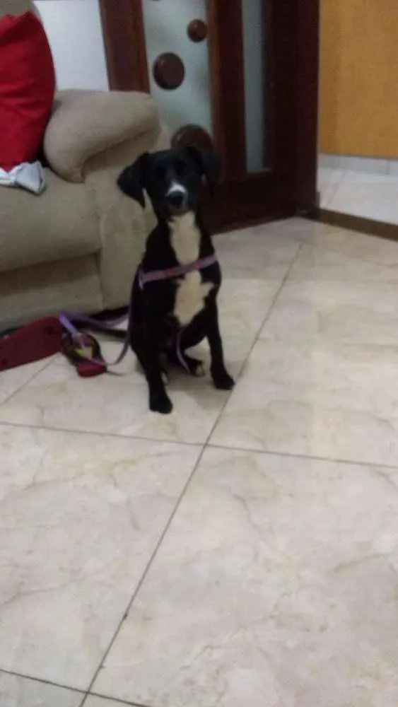 Cachorro ra a Não definida idade 2 a 6 meses nome Não sei