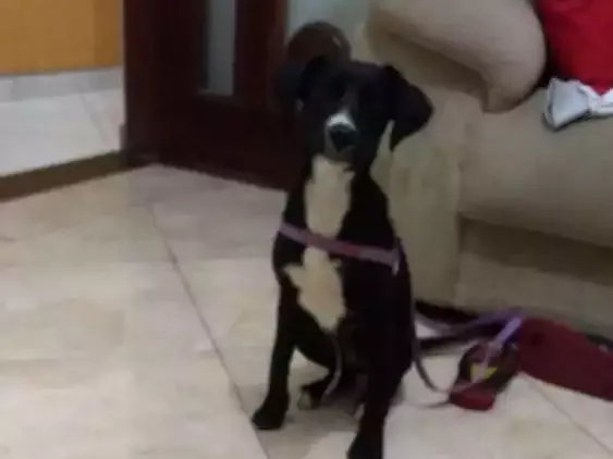 Cachorro ra a Não definida idade 2 a 6 meses nome Não sei