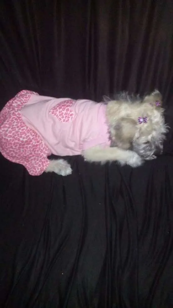 Cachorro ra a Srd idade 1 ano nome Julie