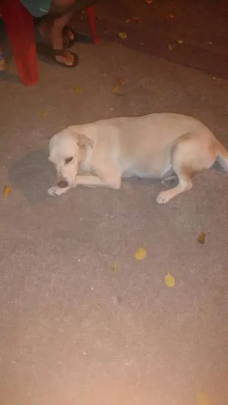 Cachorro ra a NÃO SEI idade 4 anos nome MEL