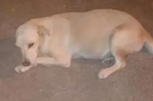 Cachorro raça NÃO SEI idade 4 anos nome MEL