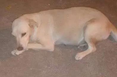 Cachorro ra a NÃO SEI idade 4 anos nome MEL