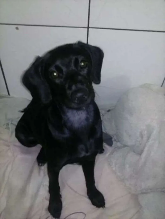 Cachorro ra a SRD idade 2 anos nome Cacau