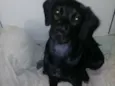 Cacau