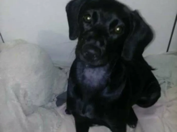 Cachorro ra a SRD idade 2 anos nome Cacau