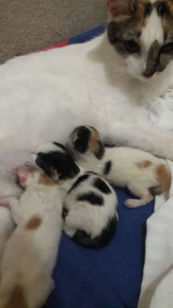 Gato ra a RND idade Abaixo de 2 meses nome Não Tem 