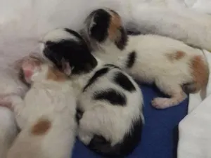 Gato raça RND idade Abaixo de 2 meses nome Não Tem 