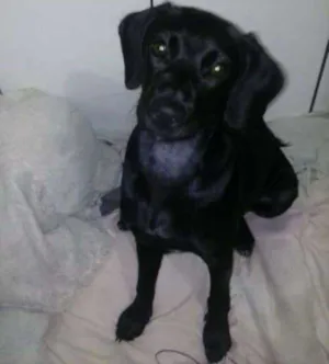 Cachorro raça SRD idade 2 anos nome Cacau