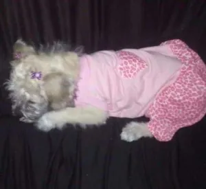 Cachorro raça Srd idade 1 ano nome Julie