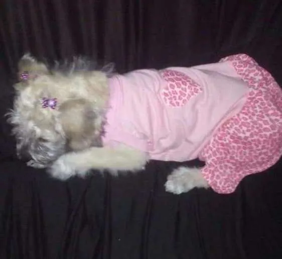 Cachorro ra a Srd idade 1 ano nome Julie
